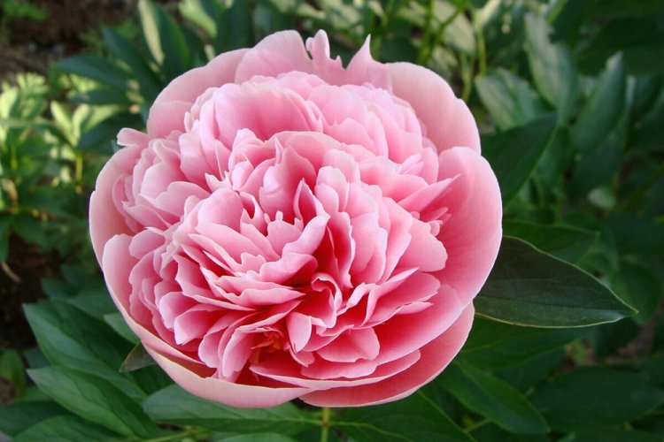 Пионы - фото