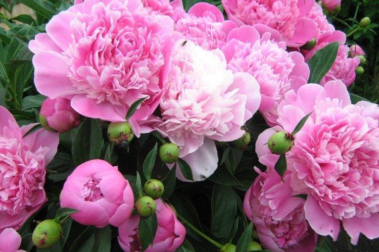 Пионы - фото