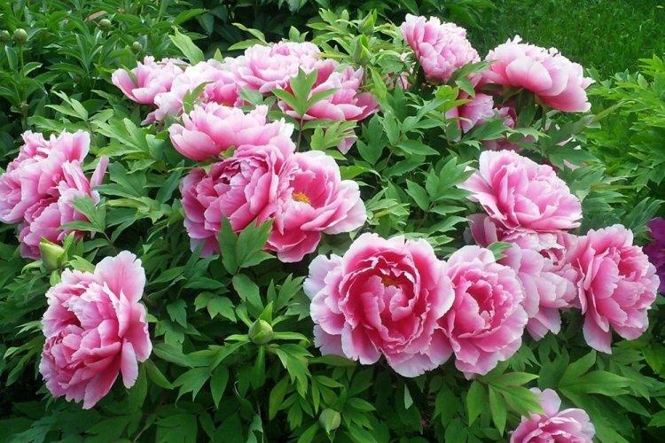 Пионы - фото