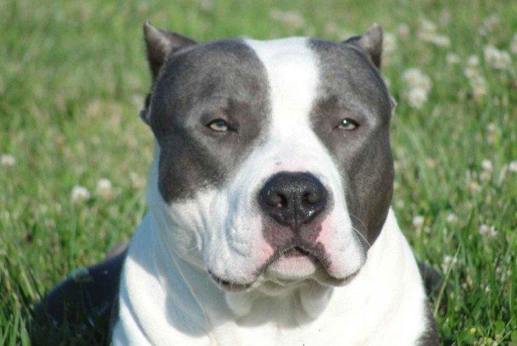 Отношение к хозяину - Характер питбуля