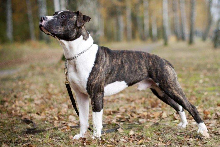 Отношение к детям - Характер питбуля