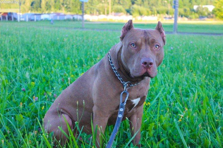 Обучение и дрессировка - Уход за питбулем