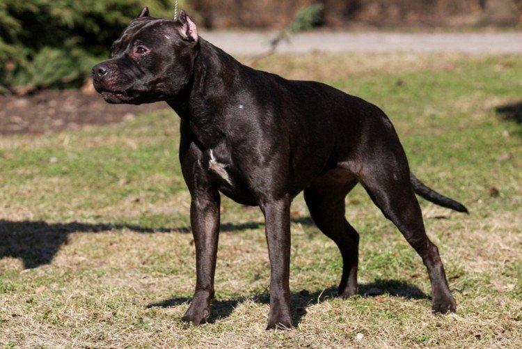 Питбуль (американский питбультерьер) - фото