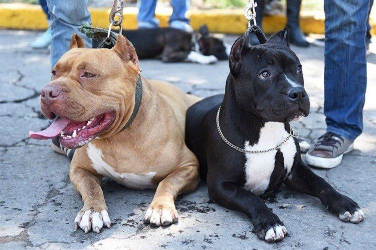 Питбуль (американский питбультерьер) - фото