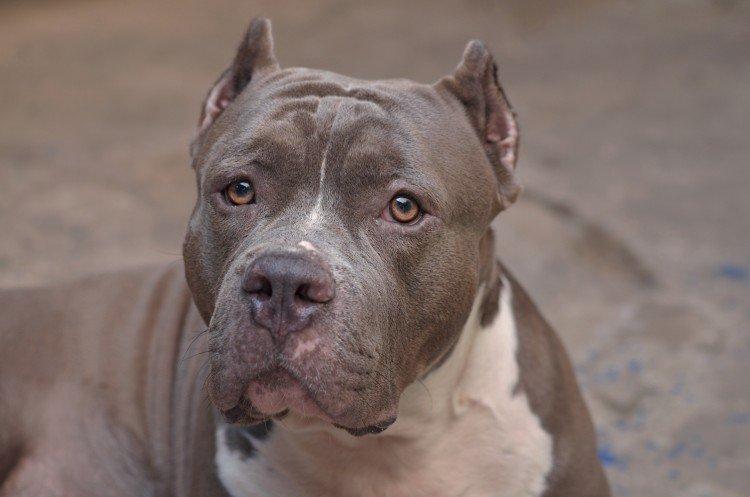 Питбуль (американский питбультерьер) - фото