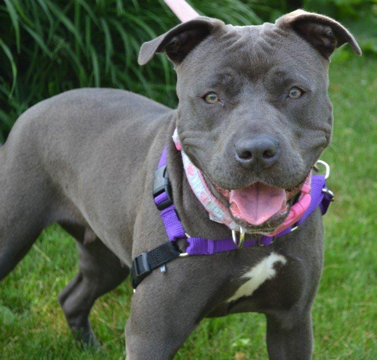 Питбуль (американский питбультерьер) - фото