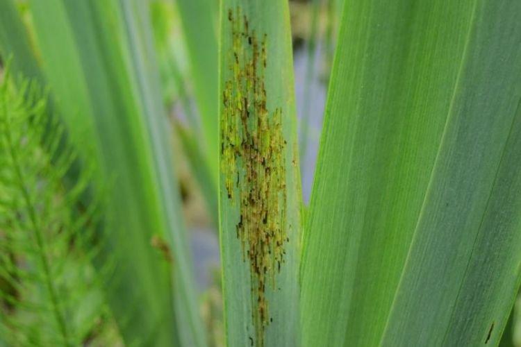 Вредители - Почему не цветут ирисы