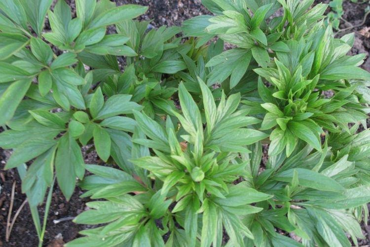 Глубина посадки - Почему не цветут пионы