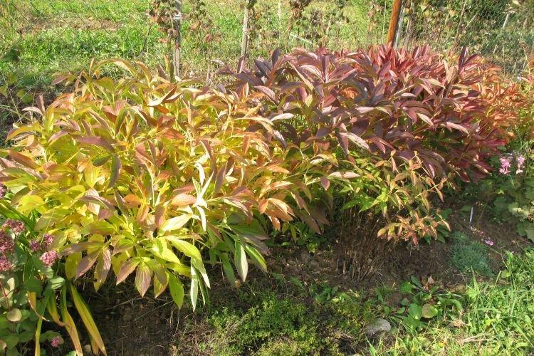 Нехватка питания - Почему не цветут пионы