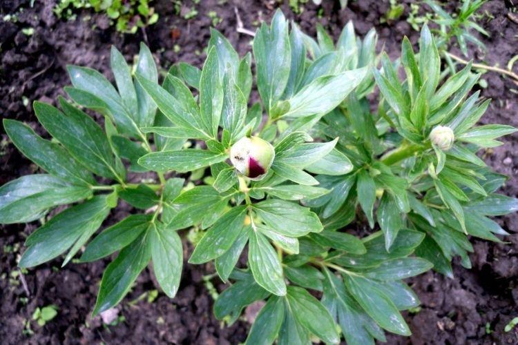 Переизбыток удобрений - Почему не цветут пионы