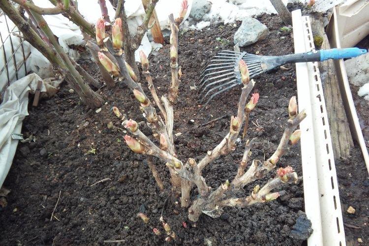 Частая пересадка - Почему не цветут пионы