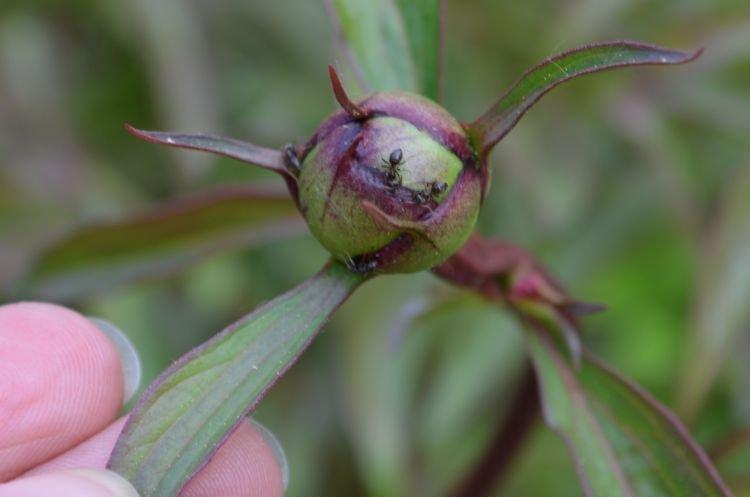 Вредители - Почему не цветут пионы