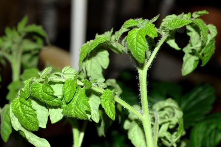 Высокая температура - Почему скручиваются листья у помидоров