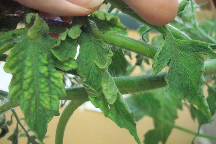 Повреждение корней - Почему скручиваются листья у помидоров