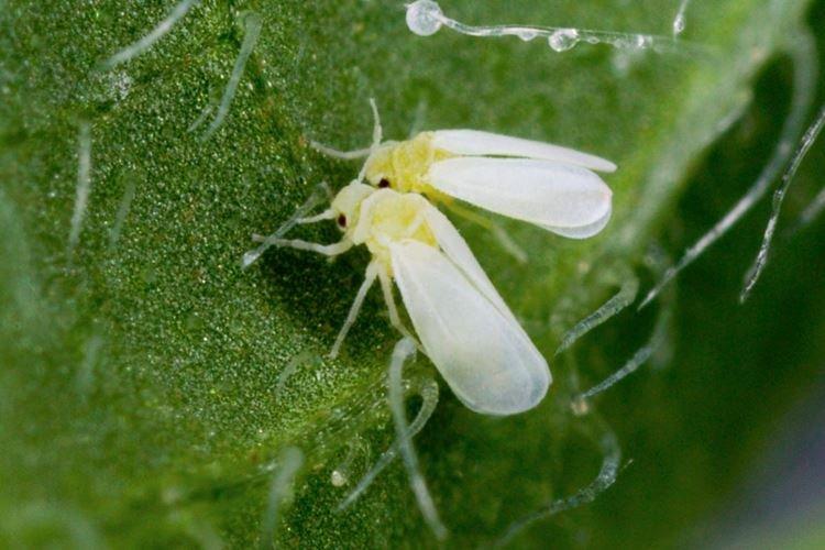 Вредители - Почему скручиваются листья у помидоров