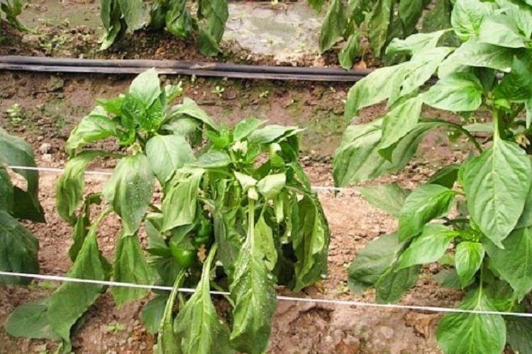 Нехватка влаги - Почему у перца скручиваются листья