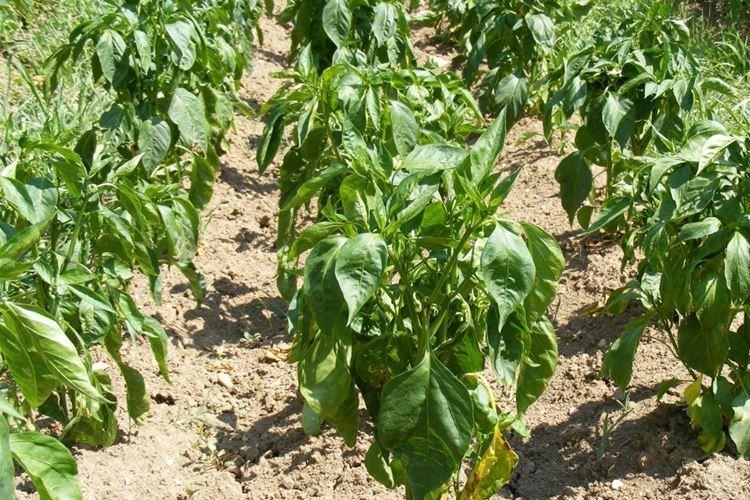 Сухой воздух - Почему у перца скручиваются листья