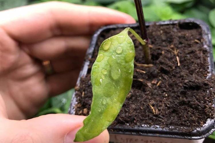 Неподходящий грунт - Почему у перца скручиваются листья