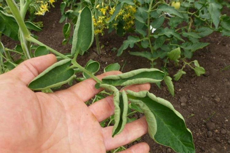 Сквозняк и холод - Почему у перца скручиваются листья