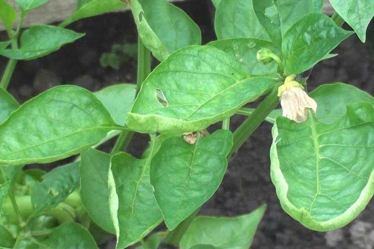 Нехватка удобрений - Почему у перца скручиваются листья
