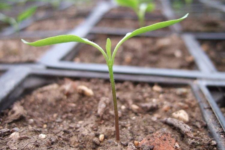 Семядольные листья - Почему у перца скручиваются листья