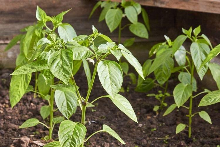 Чем подкормить - Почему у перца скручиваются листья что делать