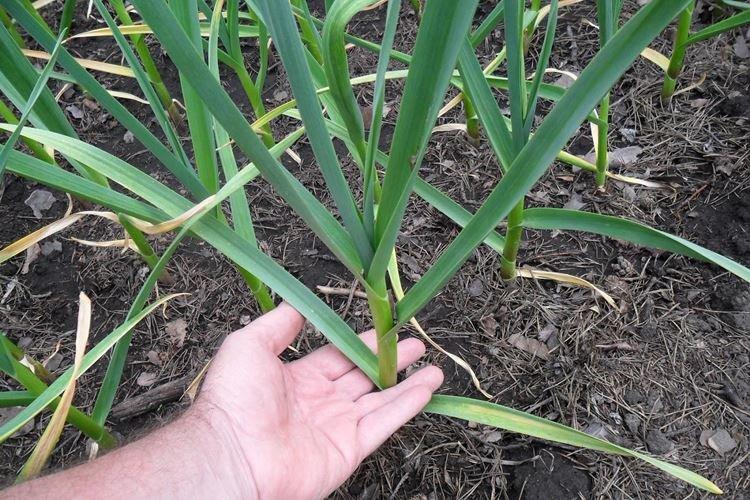 Основные причины - Почему желтеет чеснок весной