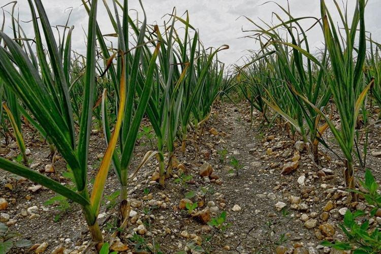 Листья чеснока растут желтыми - Что делать