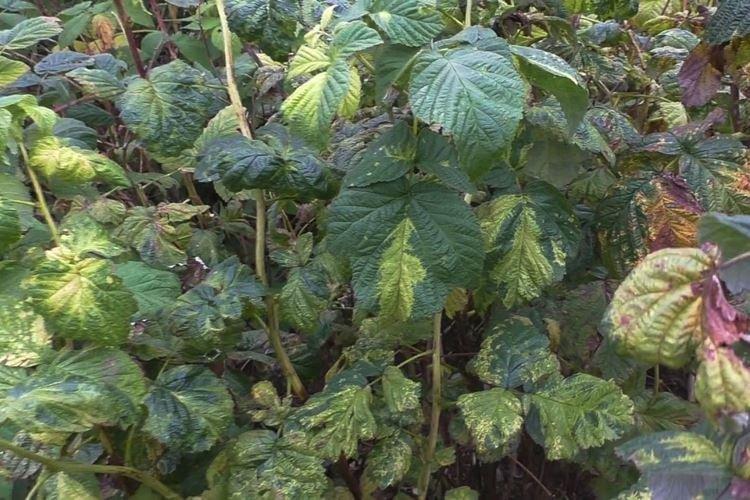Почему у малины листья желтеют под конец сезона