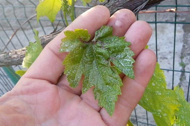 Листья у малины желтеют и сохнут из-за вредителей