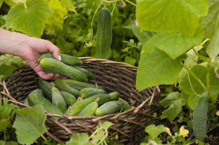 Что делать, чтобы листья у огурцов не сохли и не желтели