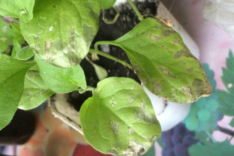 Желтеют верхние листья у баклажанов