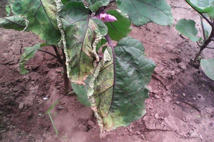 Листья у баклажанов желтеют и деформируются