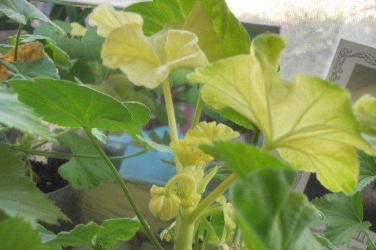 Полив - Почему желтеют листья у герани что делать