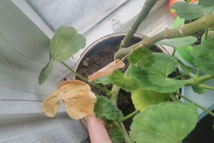 Увядание - Почему желтеют листья у герани что делать