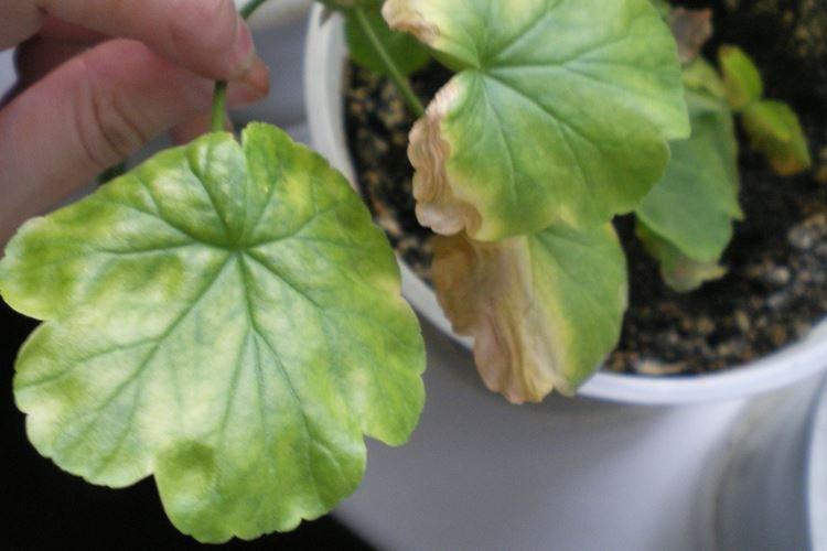 Что делать, чтобы листья герани не желтели