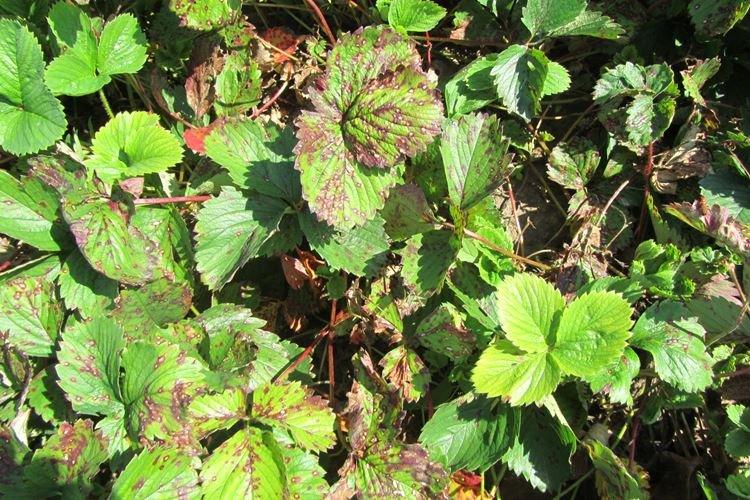 Основные причины - Почему желтеют и сохнут листья у клубники