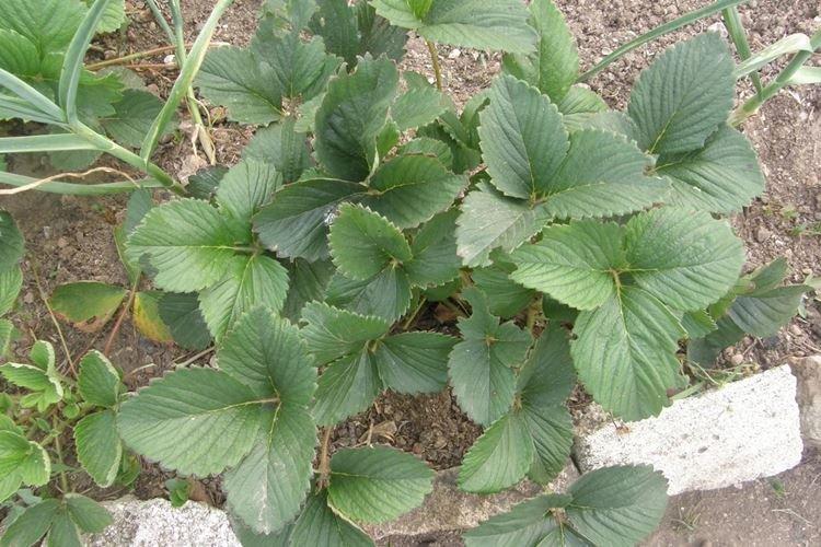 Листья клубники желтеют после посадки