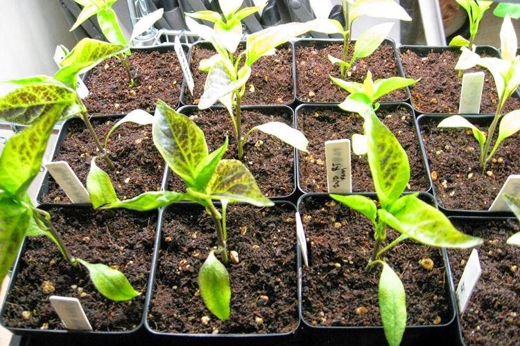 Основные причины - Почему желтеют и сохнут листья у перца