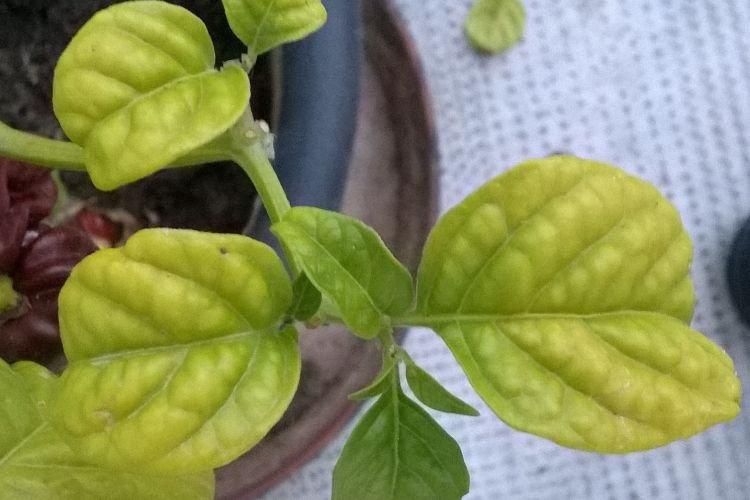 Желтеют верхние листья у перца