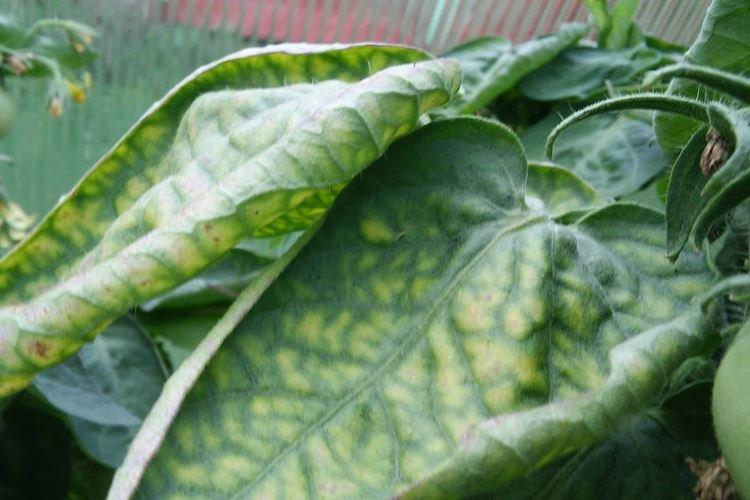 Желтеют листья у перца в теплице