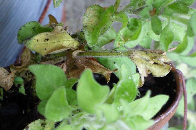 Желтеют нижние листья у петунии