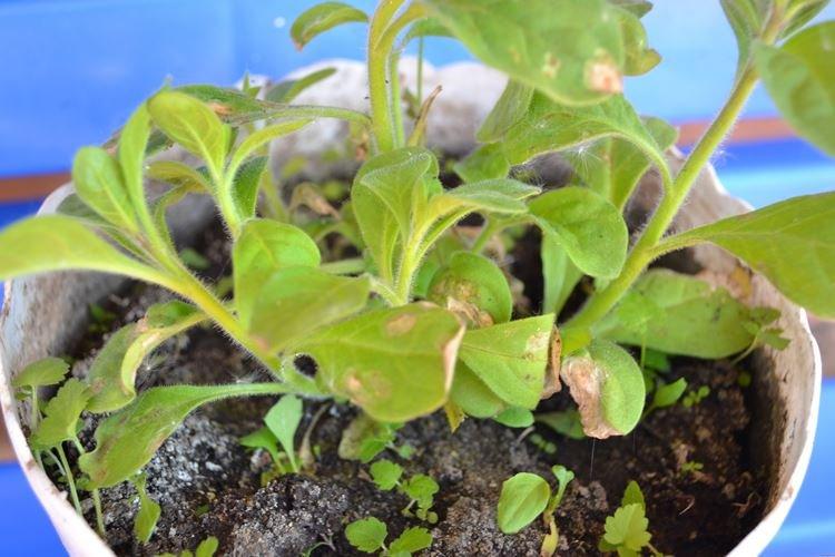 Желтеют листья петунии в горшке