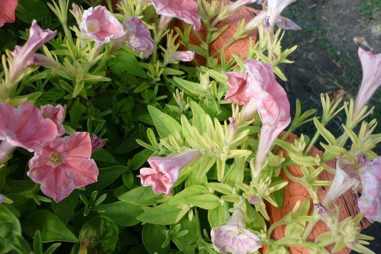 Желтеют листья петунии на улице