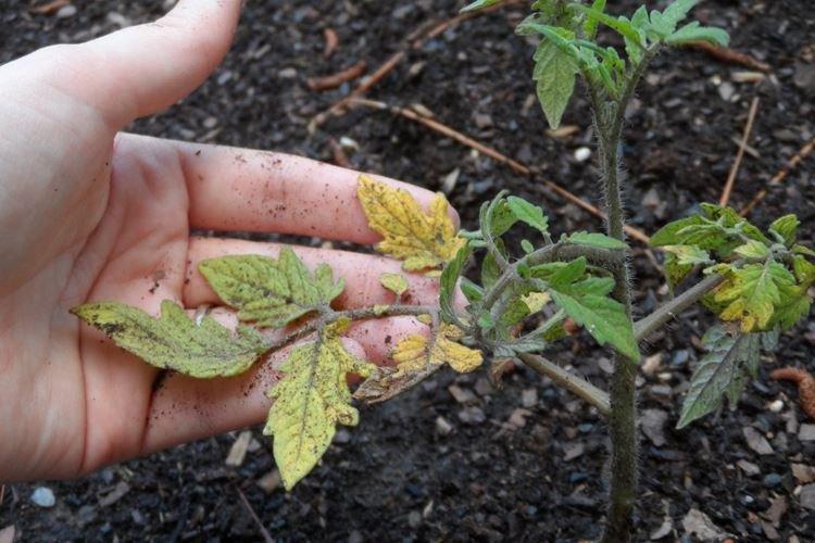 Почему желтеют листья у помидоров после высадки