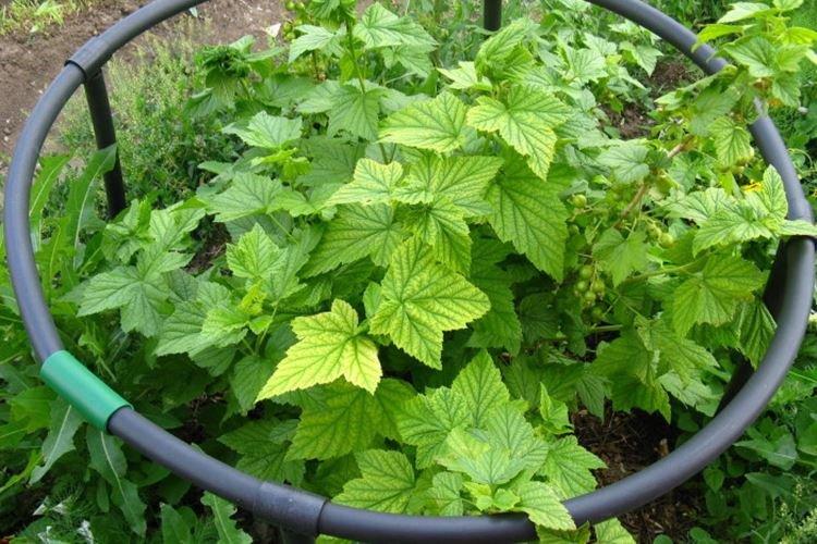 Листья смородины желтеют равномерно