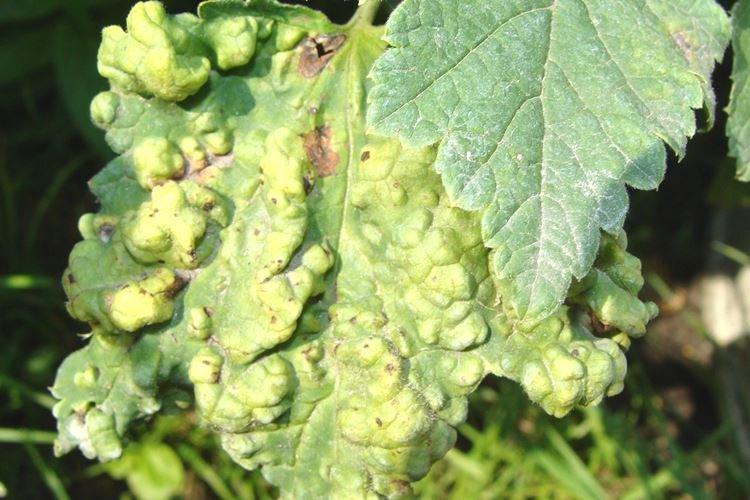 Почему листья смородины желтеют и деформируются