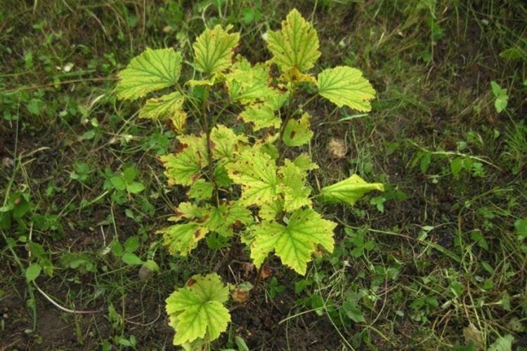 Почему желтеют листья саженцев смородины