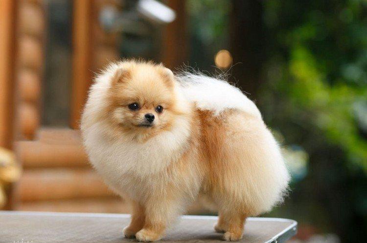 Померанский шпиц - стандарт породы