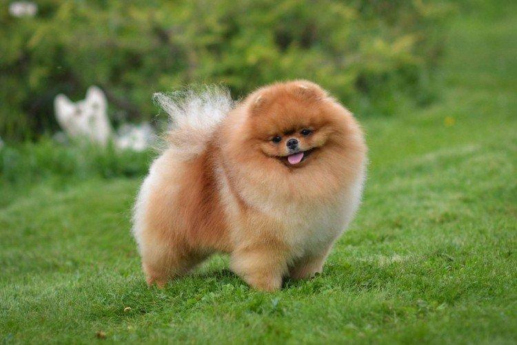 Отношение к хозяину - Характер померанского шпица